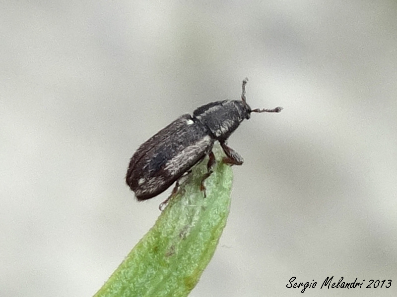 Mecinus circulatus (Curculionidae)